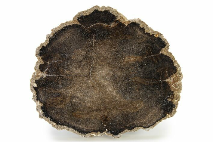 Cretaceous Petrified Tree Fern (Tempskya) Round - Utah #322724